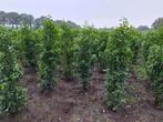 Prunus lusitanica/Portugese laurier/Groenblijvend 150-175 cm, Tuin en Terras, Planten | Struiken en Hagen, Haag, Laurier, Ophalen
