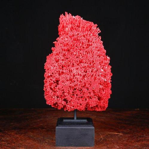 Buitengewone Rode Koraal - Tubipora Musica - Specimen uit de, Verzamelen, Dierenverzamelingen