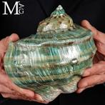 Monumentale Schelp Turbo Marmoratus – Gepolijst – Tahiti -