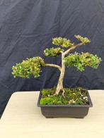 Bonsaï Lonicera Nitida - Hoogte (boom): 22 cm - Diepte