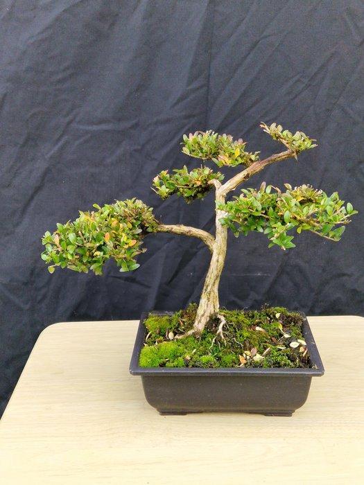 Bonsaï Lonicera Nitida - Hoogte (boom): 22 cm - Diepte, Antiek en Kunst, Curiosa en Brocante