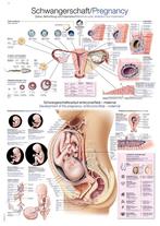 Anatomie poster zwangerschap (kunststof-folie, 70x100 cm), Nieuw, Verzenden