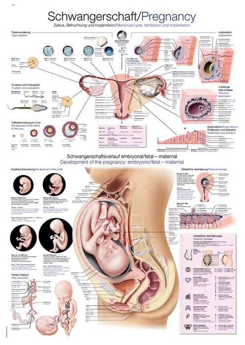 Anatomie poster zwangerschap (kunststof-folie, 70x100 cm), Sport en Fitness, Overige Sport en Fitness, Nieuw, Verzenden