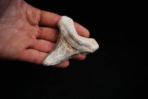 Zeldzame zeer gekartelde Sokolovi-haaivoorouder Megalodon, Verzamelen, Mineralen en Fossielen