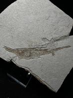 Trompetvis sp. CENTRISCUS STRIGATUS - Fossiel skelet -, Verzamelen