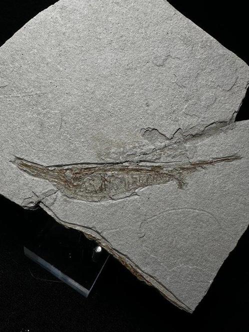 Trompetvis sp. CENTRISCUS STRIGATUS - Fossiel skelet -, Verzamelen, Mineralen en Fossielen