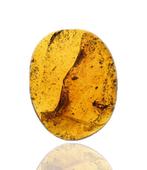 Birmese barnsteen, gedetailleerde Nematocera,