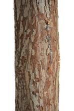 Kerstboom 180cm Houten Stam | Premium | OP=OP, Diversen, Kerst, Ophalen of Verzenden, Nieuw