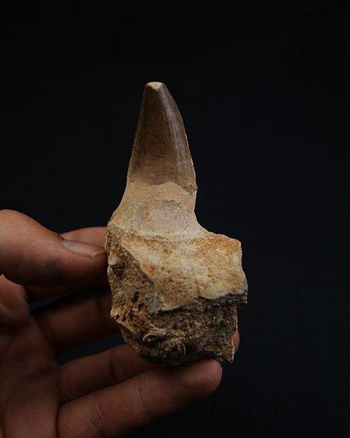 Mosasaurus - Fossiel onderkaakbot - Mandibula Mosasaurus, Verzamelen, Mineralen en Fossielen