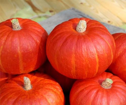 Bol-p-5106 f1 organic biologische pompoen kabocha 5000, Hobby en Vrije tijd, Knutselen, Nieuw, Ophalen of Verzenden