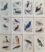 Charles Dessalines DOrbigny - Lot. of 12 plates -