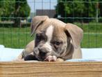 Old English Bulldog pups! | Mogen mee! | Hartelijk Welkom., Dieren en Toebehoren, Honden | Bulldogs, Pinschers en Molossers, Parvo
