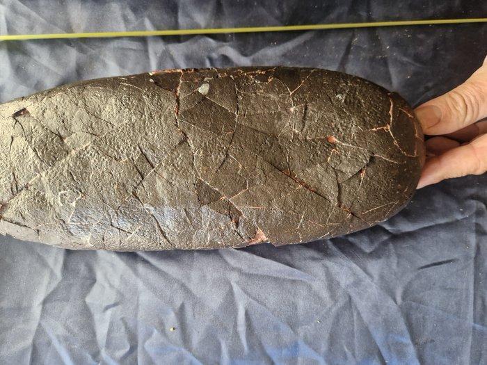 Dinosaurus - Gefossiliseerd ei - 37 cm - 14 cm, Verzamelen, Mineralen en Fossielen