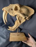 Fossiele schedel - Smilodon - Saber tooth cat - Museum-Grade