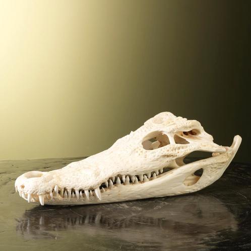 Siamese Krokodil Schedel Taxidermie Opgezette Dieren By Max, Verzamelen, Dierenverzamelingen, Opgezet dier, Nieuw, Reptiel of Amfibie