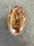 Gastropode Zeeschelp - Cypraea Tigris (Zonder Minimumprijs), Verzamelen, Nieuw