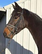 Super lieve en werkwillige merrie v. LOWLANDS, Dieren en Toebehoren, Paarden, Merrie, Dressuurpaard, Zadelmak, 3 tot 6 jaar