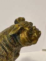 Weense brons - Beeldje - Een Engelse Bulldog - Verguld brons, Antiek en Kunst