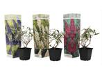 Mix van 3 Buddleja - blauw, rood, wit, Verzenden