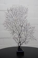 Fine Gorgonian Sea Fan / zeewaaier op houten sokkel