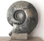 Zeer grote ammoniet uit het Jura - Gefossiliseerde schelp -, Verzamelen