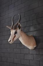 South African Springbok Taxidermie wandmontage - Antidorcas, Nieuw