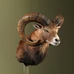 Moeflon Taxidermie Opgezette Dieren By Max, Verzamelen, Dierenverzamelingen, Ophalen of Verzenden, Nieuw, Wild dier, Opgezet dier