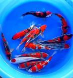 Ikarashi Ozumi  36-42 cm (Japanse Koi), Dieren en Toebehoren, Vissen | Vijvervissen, Karper of Koi