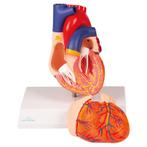 Anatomie model hart met prikkelgeleiding, 2-delig, 14x8x..., Nieuw