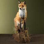 Vos Taxidermie Opgezette Dieren By Max, Verzamelen, Dierenverzamelingen, Ophalen of Verzenden, Nieuw, Wild dier, Opgezet dier