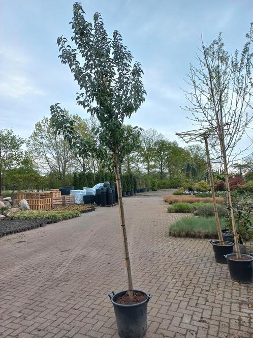 Prunus lusicanica portugese laurier hoogstam, Tuin en Terras, Planten | Bomen, Ophalen