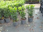 Euonymus Green Spire kardinaalsmuts buxus v  Buxus vervanger, Tuin en Terras, Planten | Struiken en Hagen, Haag, Minder dan 100 cm