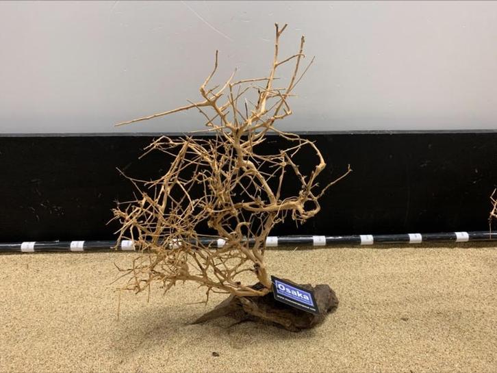 Osaka Bonsai Tree nr 26 - 40x13x48cm - aquascaping boom, Dieren en Toebehoren, Vissen | Aquaria en Toebehoren, Plant(en), Steen of Hout
