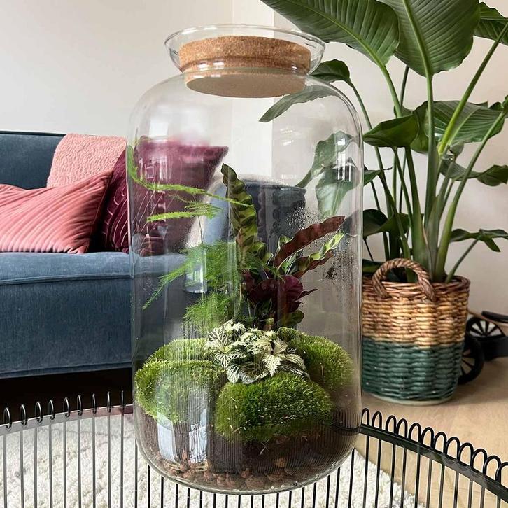 DIY terrarium - Botanical Sven XL -  43 cm - Normal, Tuin en Terras, Bloembollen en Zaden, Verzenden