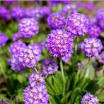 Primula Denticulata Lilac - Wortelgoed - 5 stuks, Tuin en Terras, Planten | Tuinplanten, Verzenden