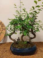 Japanese iep bonsai (Zelkova) - Hoogte (boom): 43 cm -