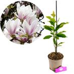 Magnolia x soulangeana + pot 17cm, Verzenden