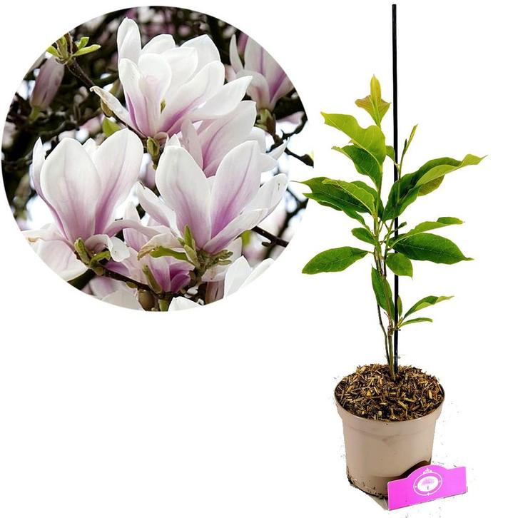 Magnolia x soulangeana + pot 17cm, Tuin en Terras, Planten | Tuinplanten, Verzenden