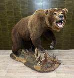 Bruine beer Taxidermie volledige montage - Ursus arctos, Nieuw