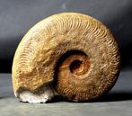 Fossiele ammoniet - Gefossiliseerd dier - Harpoceras, Verzamelen, Mineralen en Fossielen