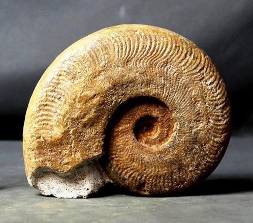 Fossiele ammoniet - Gefossiliseerd dier - Harpoceras, Verzamelen, Mineralen en Fossielen