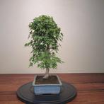 Acer palmatum - Hoogte (boom): 42 cm - Diepte (boom): 28 cm, Antiek en Kunst