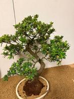 Azalea bonsai (Rhododendron) - Hoogte (boom): 56 cm - Diepte