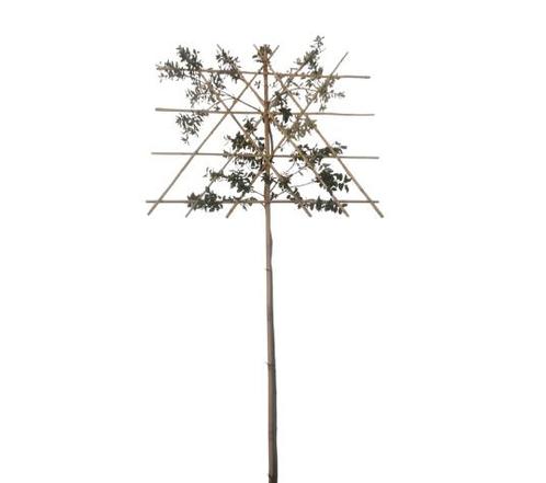 Lei-steeneik - Quercus Ilex - Omtrek: 10-14 cm | Hoogte: 340, Tuin en Terras, Planten | Bomen, Ophalen of Verzenden