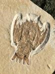 Grote rivierkreeft - Gefossiliseerd dier - Eryon arctiformis