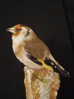 Siberische goudvink Taxidermie volledige montage - Carduelis, Nieuw
