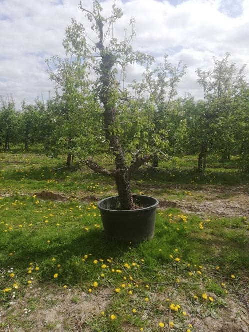 Oude appelboom  perenboom   fruitbomen  div soorten  rassen., Tuin en Terras, Planten | Fruitbomen, Halfschaduw, In pot, 250 tot 400 cm