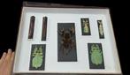 World Tarantula - leaf insect - millipede - (39x26 cm ) -