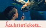 Kom naar Sea Life Scheveningen! Tijdelijk vanaf €15,73!
