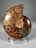Prachtige ammoniet met groeilijnen - Gefossiliseerde schelp, Verzamelen, Mineralen en Fossielen